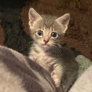 Meet your Posher, Maddie